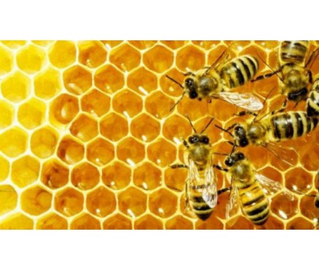 Zanimljive činjenice o medu